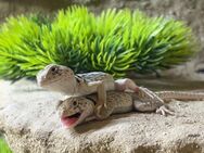 Halsbandleguan (Crotaphytus collaris collaris) - Niedernhall Zentrum