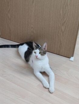 Lieber Paco sucht Zuhause mit Fluffy - Margetshöchheim