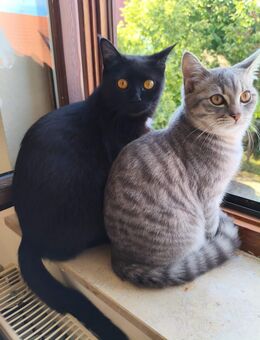 BKH Mix Kitten - Trochtelfingen Zentrum