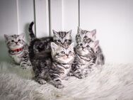 5 BKH-Kitten im Whiskas-Look (Black-Silver-Classic-Tabby) abzugeben - Dresden