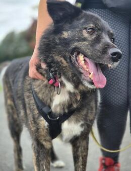 Ira - lieb und ruhig - Heppenheim (Bergstraße)