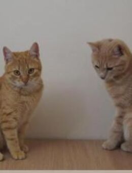 Steve und Sony brauchen ein Zuhause - Ingolstadt