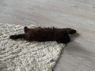 Main Coon kitten - Cuxhaven