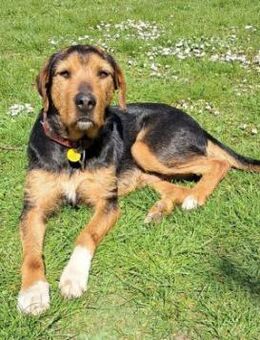 Bossi sucht sportliche Familie - Berlin