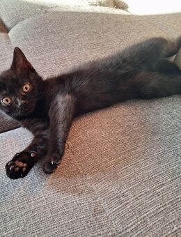 BKH kitten - Salzgitter