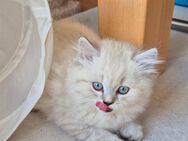 BLH Kitten mit blauen Augen - Magdeburg