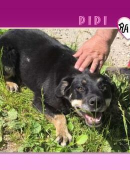 PIPI - HAT SIE EINE ZUKUNFT⁉️ - Alfeld (Leine)