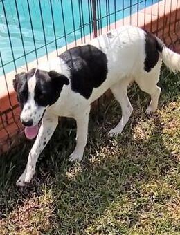 BIMBA - ein fröhlicher Teenie sucht..... - Kempen