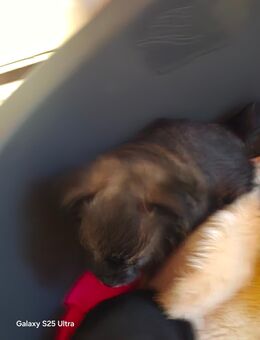 Yorkshire Terrier chihuahua Welpen - Mühlhausen (Thüringen)