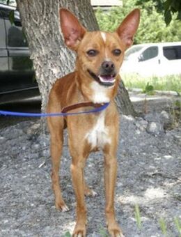 Fontane (34 cm) ist ein kleiner Juwel! - Karben