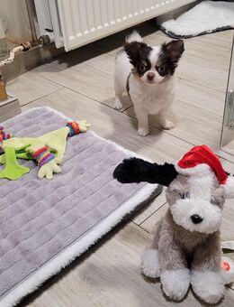 Bezaubernde s Chihuahuamädchen Weiß /Creme und ein Rüde Schoko /Weiss suchen ein neues Zuhause auf Lebenszeit - Sonnewalde