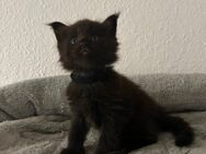 Maine Coon Kitten Black Solid - Velbert