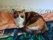Britisch Kurzhaar Mädchen chocolate tortie white mit Stammbaum - Waldshut-Tiengen