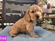 Rote und reinrassige Cocker Spaniel Welpen - Ludwigsfelde