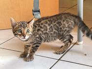 Zauberhaftes Bengal Kätzchen Reinrassig Abgabebereit Charcoal mit Champion Linie - Werther (Westfalen)