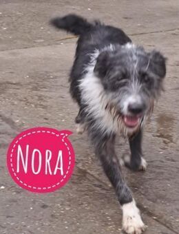 Nora eine lebhafte Hündin - Mannheim