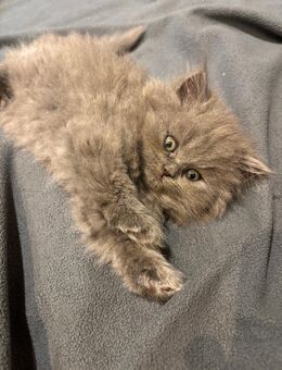 BKH BLH kitten british kurzhaar highlander - Braunschweig