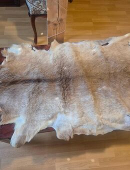 Wildschweinfell - Schaalby