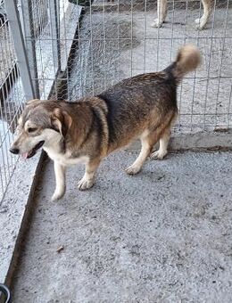 Junghündin Finja - Köln