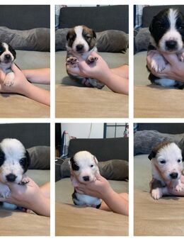 Border - Collie Welpen - Delve