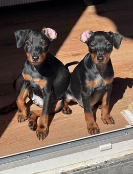 Zwergpinscher Welpen - Berlin Spandau