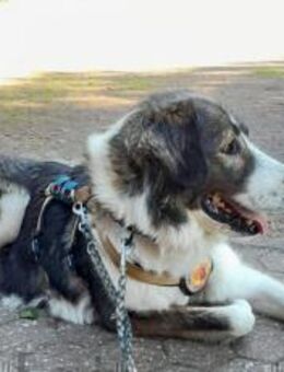 Verspielte Nala sucht ihr Glück - München