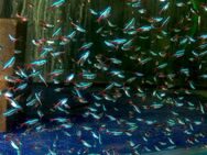 Aquarium Fisch; Neonsalmler / Neon-Tetra (Paracheirodon innesi) - Erftstadt