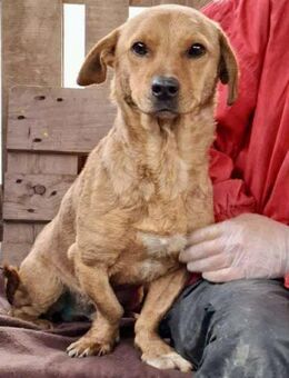 Junghund Bruno - menschenbezogen und ver - Koblenz