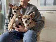Lennox & Moe, liebenswerte Chihuahuarüde - Vaterstetten
