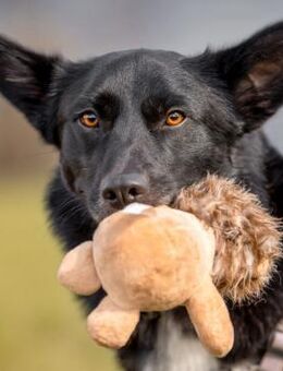 MOBBY - lieber&intelligenter Hundebub - Betzenstein
