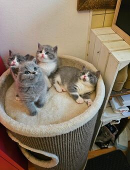 Süße BKH Kitten abzugeben - Frasdorf