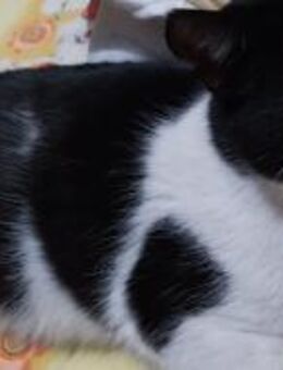 Hübscher kleiner Kerl Barbita - Rambin