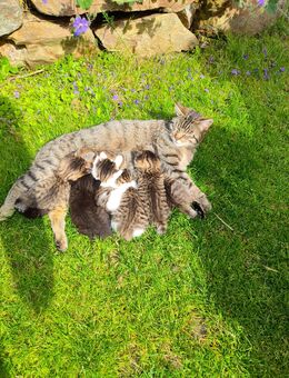 Maine Coon-Mix Kitten Katzenbabys - Straubing