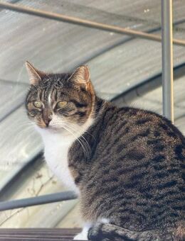 🆘 Smiley sanfter Tigerkater 🆘 - Eislingen (Fils)