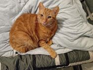 Katze Jeany sucht ein liebevolles Zuhause - Kassel