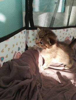 Katzen Babys - Köln
