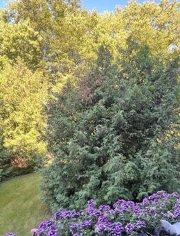 Idyllische Lage - Drei-Zimmerwohnung mit West-Loggia im Hochparterre! - Bremen