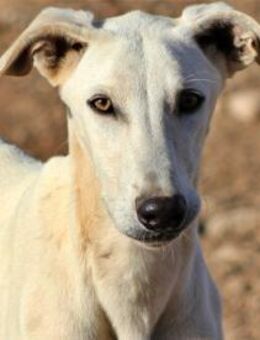 FAROLILLO - leider einer von vielen! - Sulzbach-Laufen