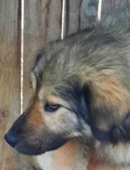 Sweety - nur für Profis - Dreikirchen