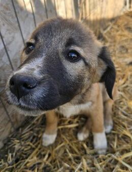 Karli - freundlich und lernwillig - Westerholt