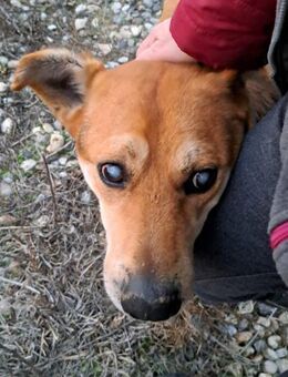 STEVIE - man sieht nur mit dem Herzen gu - Konstanz