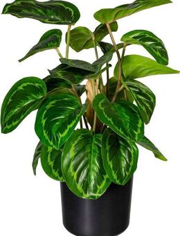 Künstliche Zimmerpflanze Maranta Maranta, Creativ green, Höhe 45 cm