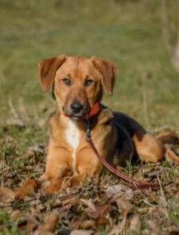 Elfy sucht ein Zuhause - Linden (Hessen)