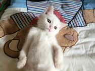 Katzenbaby, Babykatze, Kitten - Marsberg