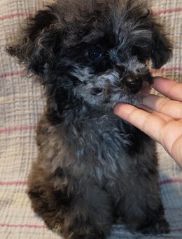 Toy Pudel Hündin - Braunlage Zentrum