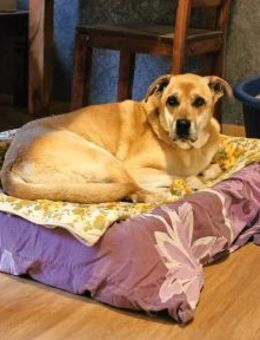 Schmuseopa Amerigo sucht sein Zuhause - Fronreute