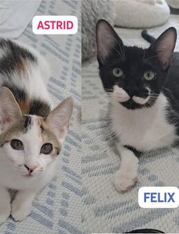 Astrid und Felix (5 Monate alt) suchen gemeinsam ein neues Zuhause (als Wohnungskatzen) - Kippenheim