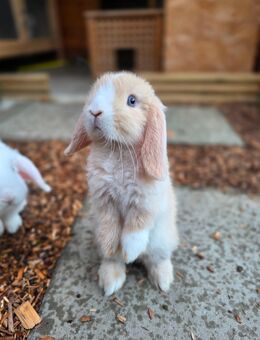 ❤️Minilop Zwergwidder Zwergkaninchen Kaninchen❤️ - Obersulm