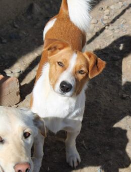 Rio wartet auf seine Chance - Celle