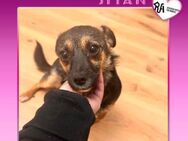❤ JITAN ❤ - KLEINES MÄUSCHEN SUCHT SOFA! - Alfeld (Leine)